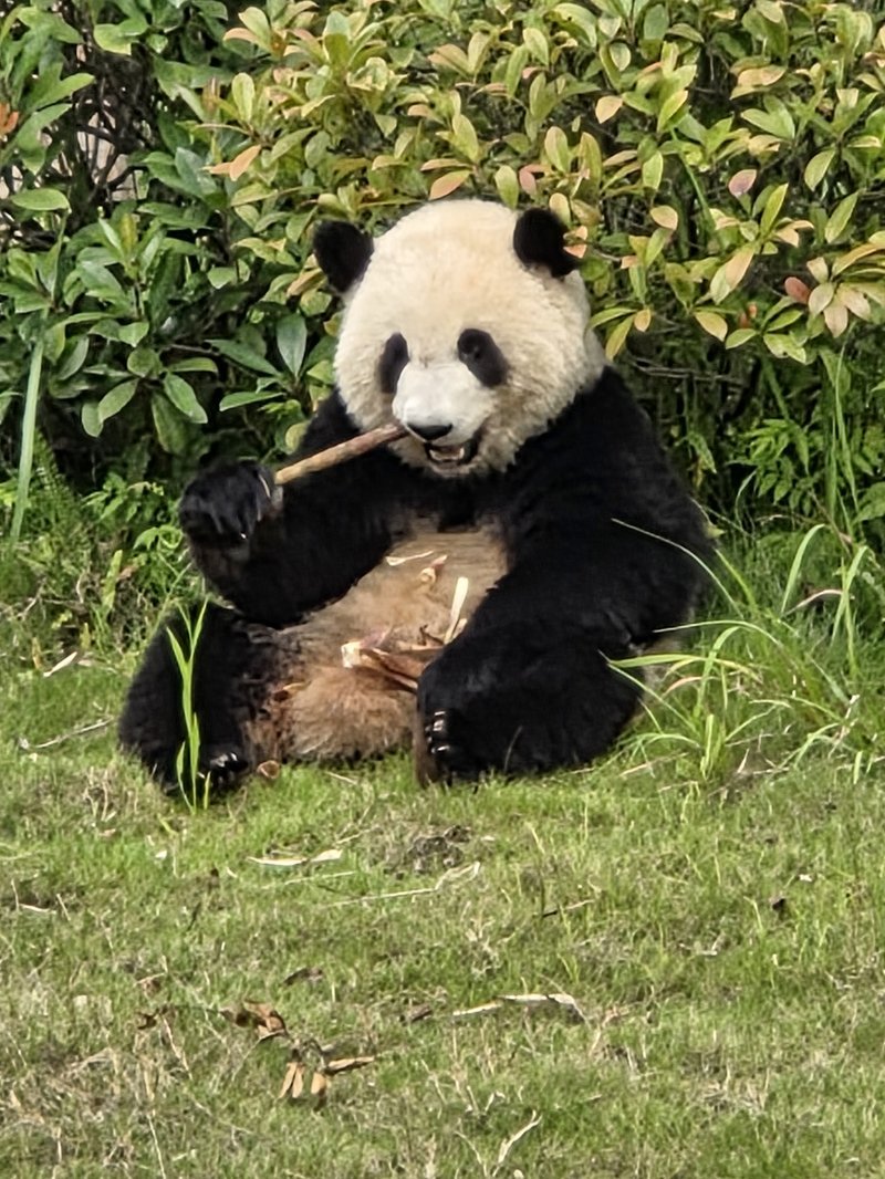 Panda gigante comendo bambu em Chengdu