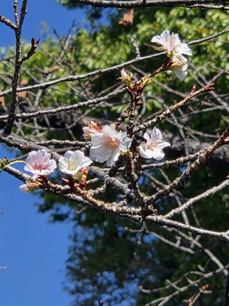 Flores de cerejeira abertas fora de época